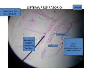 SISTEMA RESPIRATORIO
epitelio
cilindrico
pseudoestratificado con
celulas caliciformes
acino seroso
acino mucoso
adventicia
mucosa
submucosa
cartilago
traquea
region anterior
de la traquea
 
