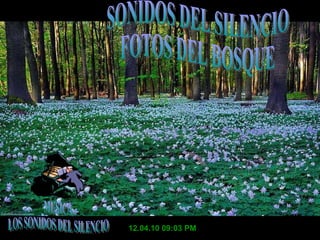 12.04.10   09:03 PM MUSICA LOS SONIDOS DEL SILENCIO SONIDOS DEL SILENCIO FOTOS DEL BOSQUE 