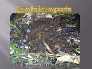 Lombricomposta 