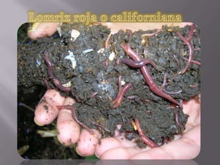 Lomriz roja o californiana