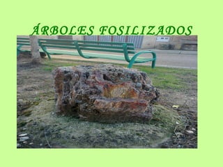 ÁRBOLES FOSILIZADOS
 