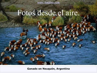 Fotos desde el aire. www.Amifoto.com Ganado en Neuquén, Argentina 
