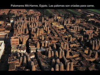 Palomares Mit-Hamre, Egipto. Las palomas son criadas para carne.
 