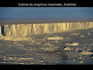 Colonia de pingüinos imperiales, Antártida
 