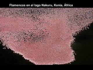 Flamencos en el lago Nakuru, Kenia, África
 