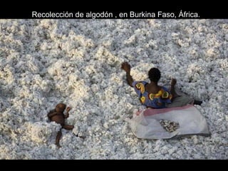 Recolección de algodón , en Burkina Faso, África.
 
