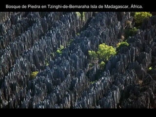 Bosque de Piedra en Tzinghi-de-Bemaraha Isla de Madagascar, África.
 
