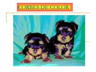 CORBES DE COLOR
 