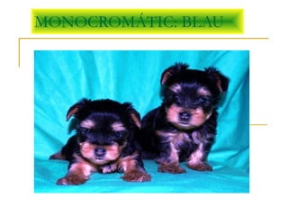 MONOCROMÁTIC: BLAU
 