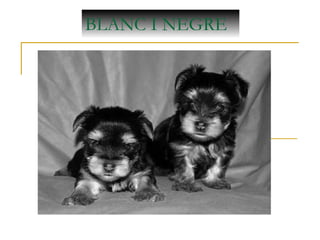 BLANC I NEGRE
 