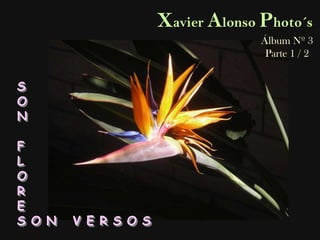 Xavier Alonso Photo´s Álbum Nº 3 Parte 1 / 2 S O N F L O R E S O N   V E R S O S 
