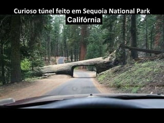 Curioso túnel feito em Sequoia National Park
Califórnia

 