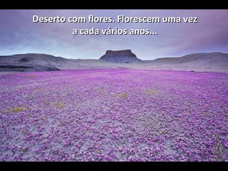 Deserto com flores. Florescem uma vez
a cada vários anos...

 