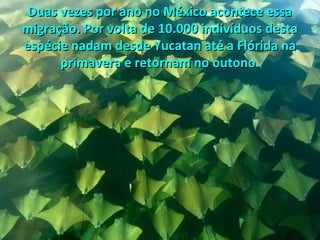 Duas vezes por ano no México acontece essa
migração. Por volta de 10.000 indivíduos desta
espécie nadam desde Yucatan até a Flórida na
primavera e retornam no outono.

 