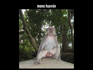 mono huevón 