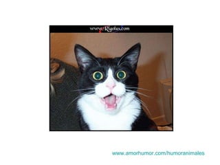 www.amorhumor.com / humoranimales 