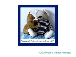 www.amorhumor.com / humoranimales 