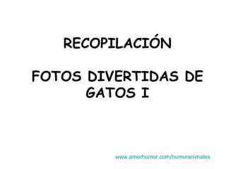RECOPILACIÓN   FOTOS DIVERTIDAS DE GATOS I www.amorhumor.com / humoranimales 