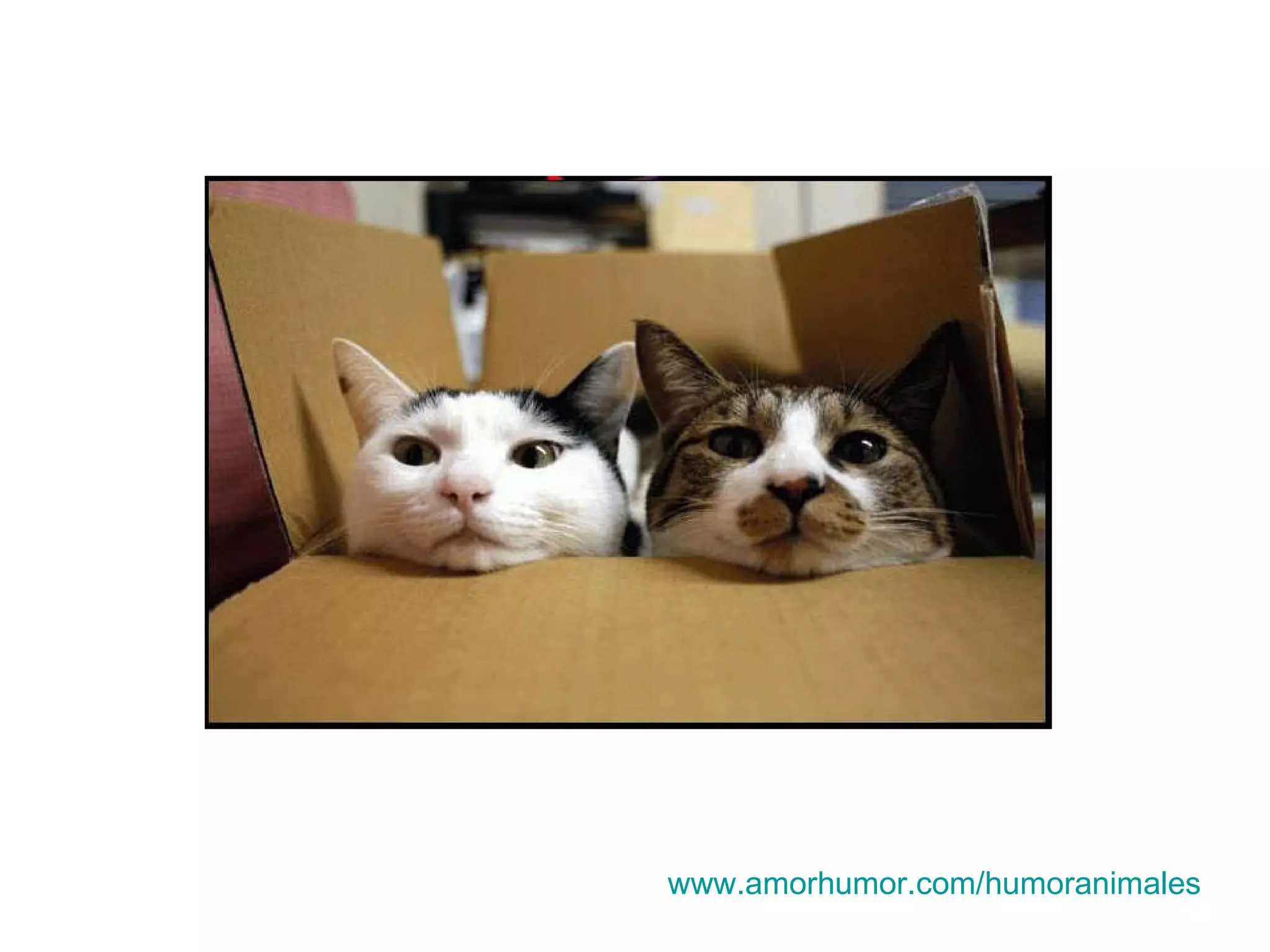 www.amorhumor.com / humoranimales