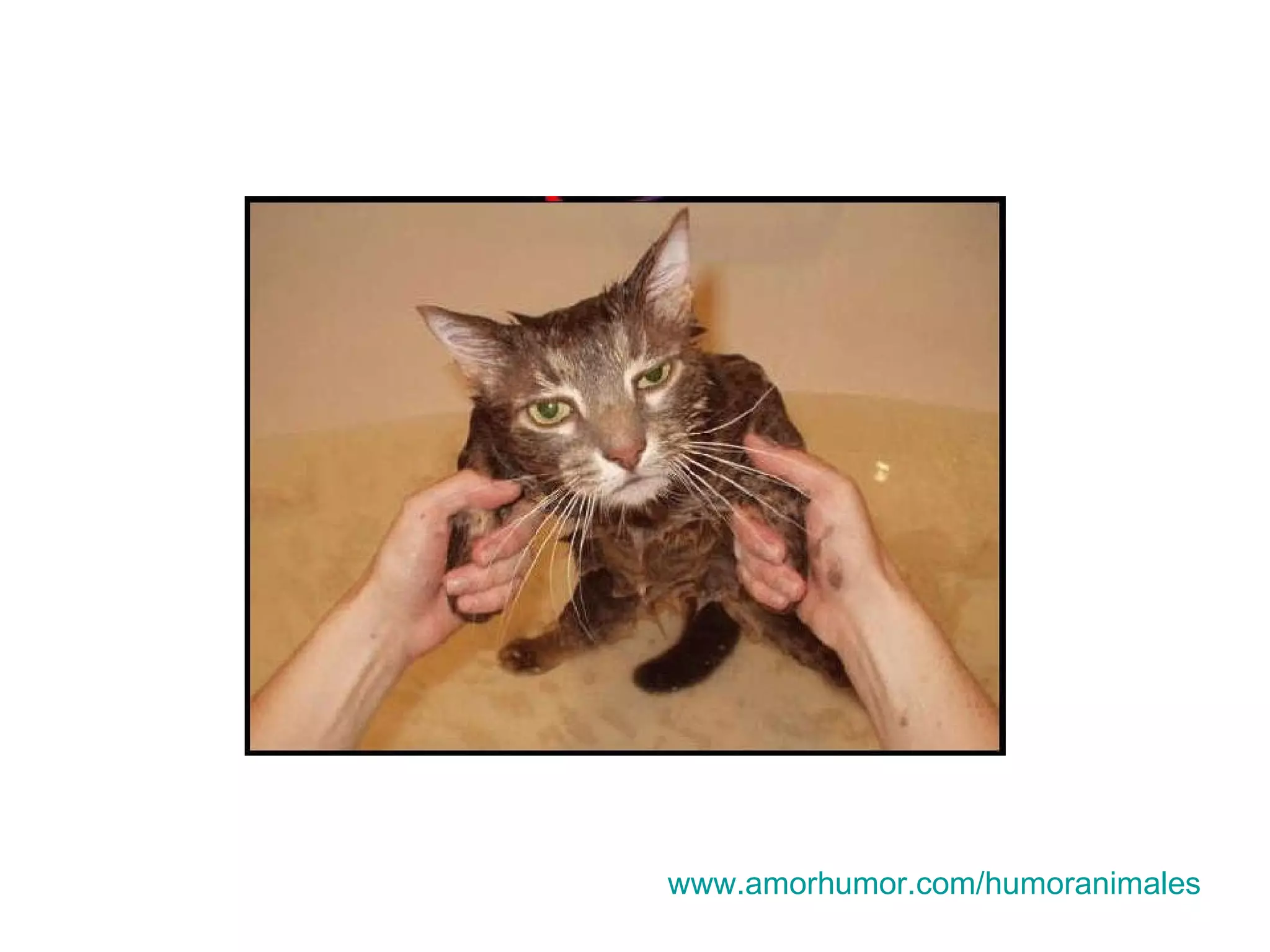 www.amorhumor.com / humoranimales