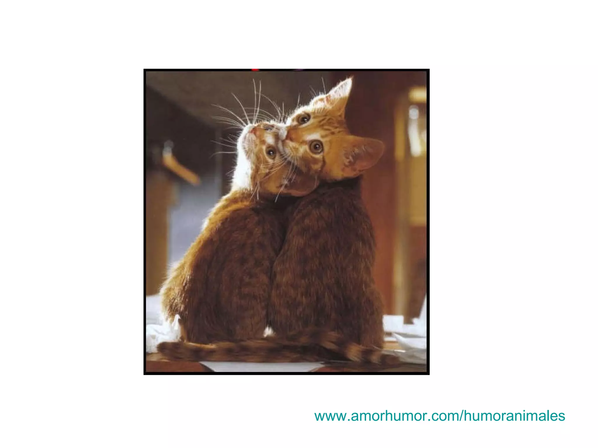 www.amorhumor.com / humoranimales