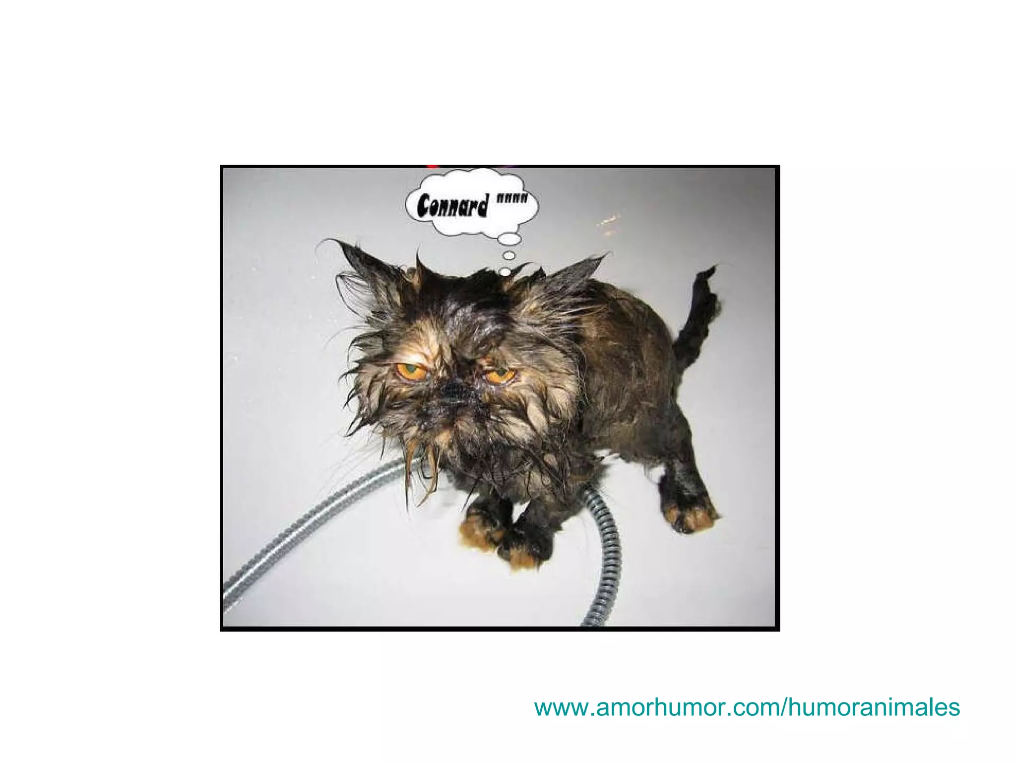 www.amorhumor.com / humoranimales