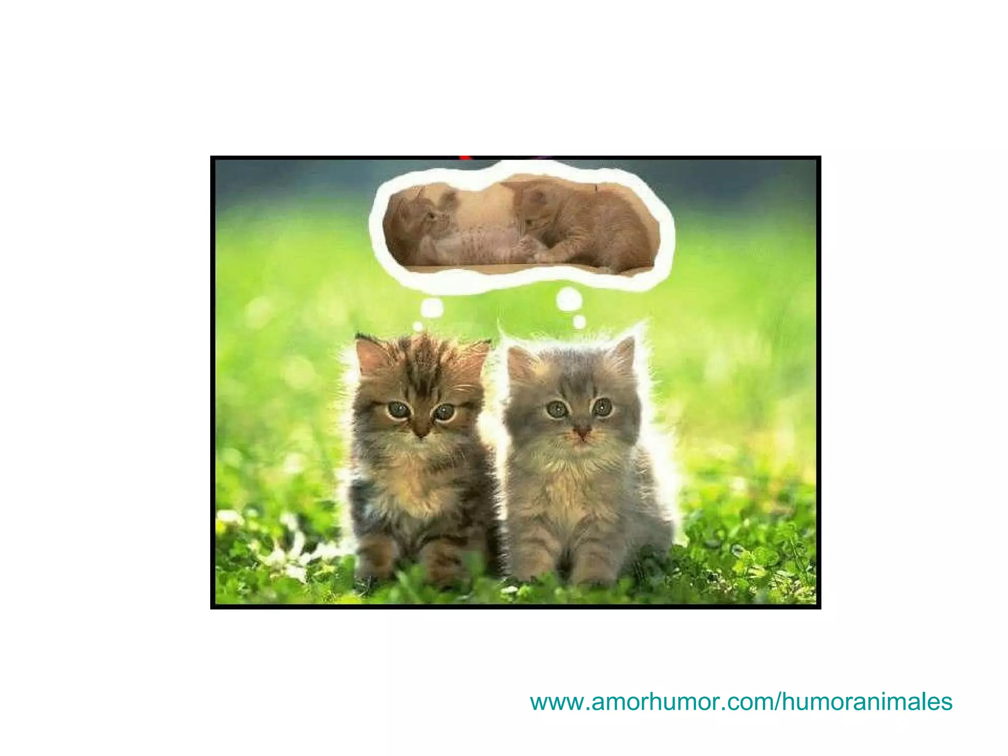 www.amorhumor.com / humoranimales