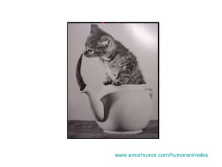 www.amorhumor.com / humoranimales 