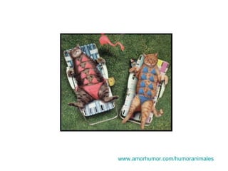 www.amorhumor.com / humoranimales 