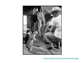 www.amorhumor.com / humoranimales 