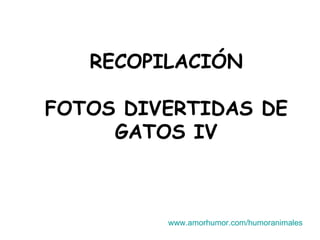 RECOPILACIÓN   FOTOS DIVERTIDAS DE GATOS IV www.amorhumor.com / humoranimales 