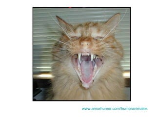 www.amorhumor.com / humoranimales 