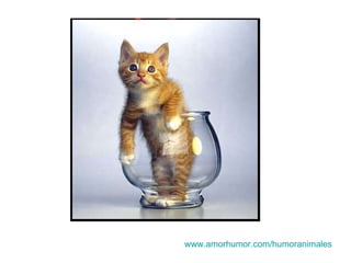 www.amorhumor.com / humoranimales 