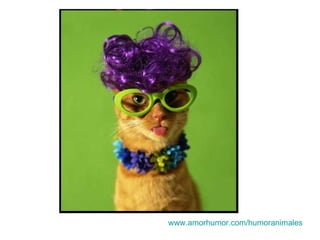 www.amorhumor.com / humoranimales 