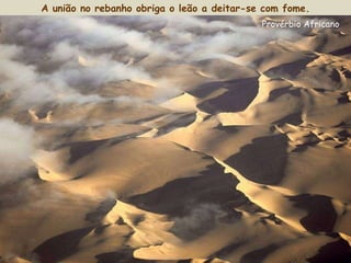 A união no rebanho obriga o leão a deitar-se com fome. Provérbio Africano 