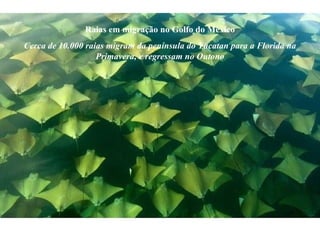 Raias em migração no Golfo do México Cerca de 10.000 raias migram da península do Yucatan para a Florida na Primavera, e regressam no Outono 