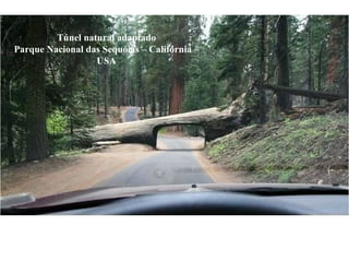 Túnel natural adaptado Parque Nacional das Sequóias – Califórnia – USA 