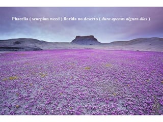 Phacelia ( scorpion weed ) florida no deserto (  dura apenas alguns dias  )  