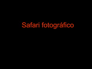 Safari fotográfico 