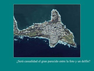 ¿Será casualidad el gran parecido entre la foto y un delfín?
 