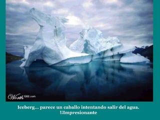 Iceberg… parece un caballo intentando salir del agua.
¡Impresionante!
 