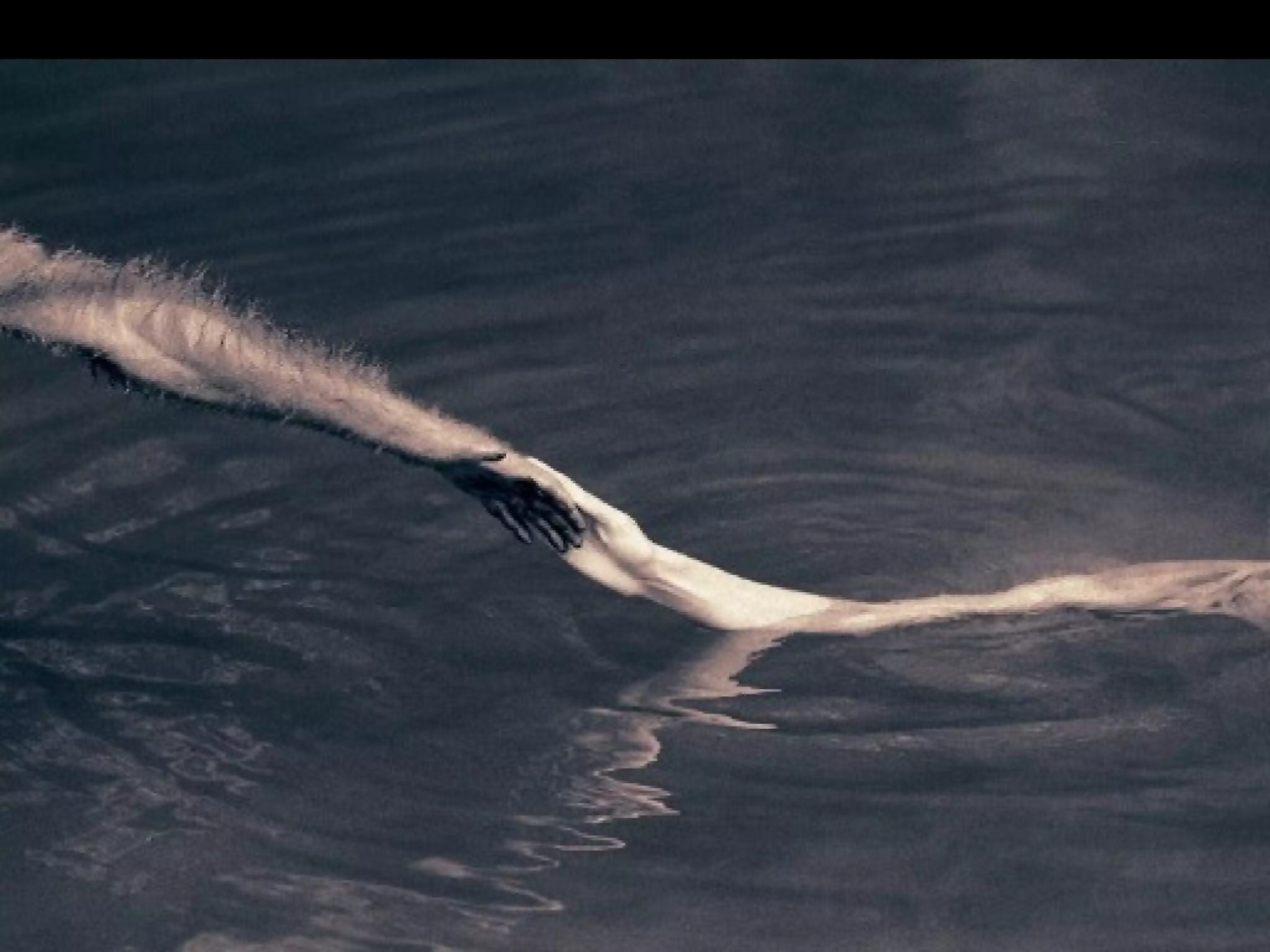 Fotos Gregory Colbert