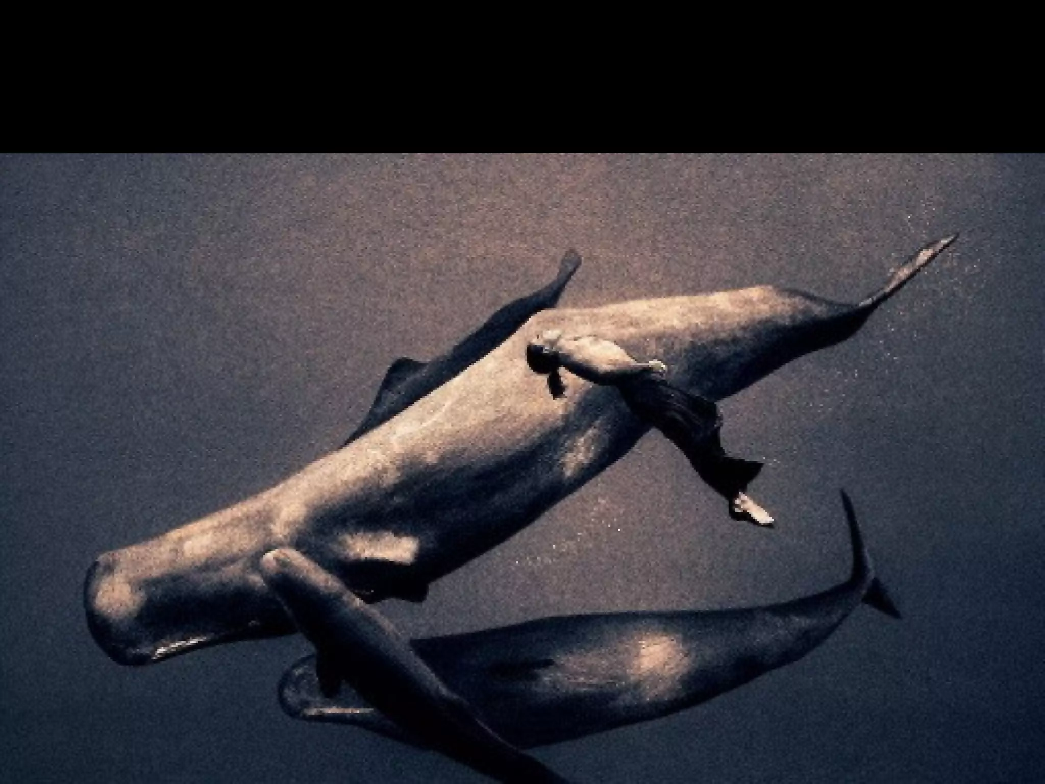 Fotos Gregory Colbert