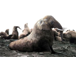 Fotoshop 1209474579196149-8