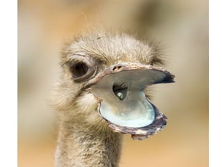Fotoshop 1209474579196149-8