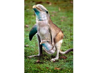 Fotoshop 1209474579196149-8
