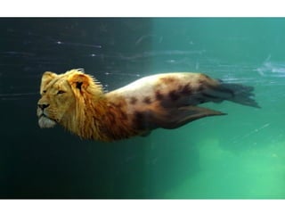 Fotoshop 1209474579196149-8