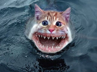 Fotoshop 1209474579196149-8