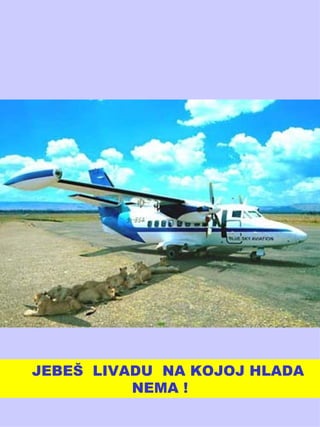 JEBEŠ  LIVADU  NA KOJOJ HLADA NEMA ! 