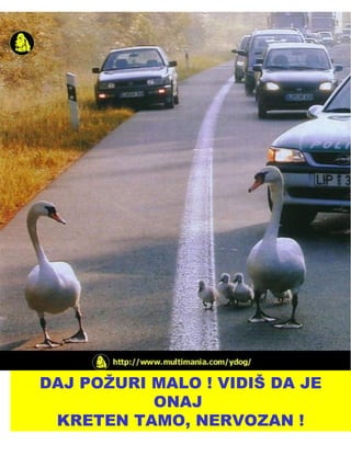 DAJ POŽURI MALO ! VIDIŠ DA JE ONAJ  KRETEN TAMO, NERVOZAN ! 